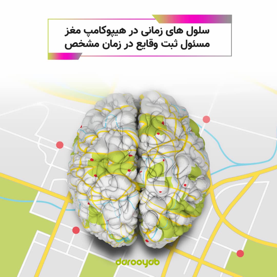چگونه توالی زمان در مغز ثبت می شود؟