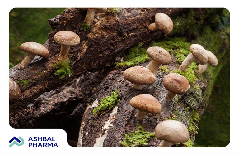 قارچ شیتاکه